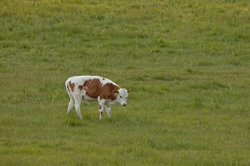 Baby calf in a field in summer, Laajalahti, Espoo, Finland.
