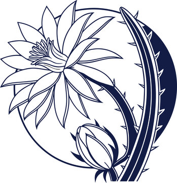 Night-blooming cereus (Selenicereus) in full bloom