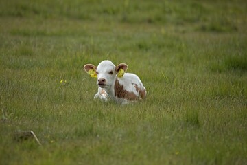 Baby calf in a field in summer, Laajalahti, Espoo, Finland.