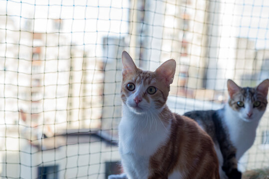 Two lovely cats - one ginger and the other half-tabby - resting on a balcony with a protective net