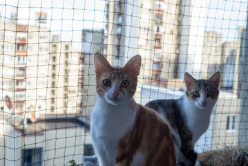 Two lovely cats - one ginger and the other half-tabby - resting on a balcony with a protective net