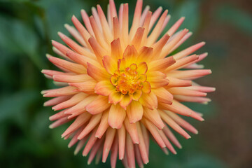 A large orange flower with a yellow center