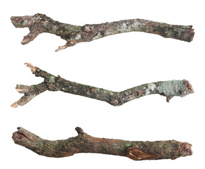 Realistic isolated tree branches with natural bark texture and moss details on a white background, perfect for nature design, botanical elements, crafting and realistic environmental compositions.