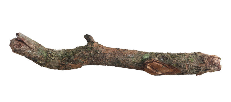 Realistic isolated tree branch with natural bark texture on a white background, perfect for forest elements, nature design, botanical references, crafting and environmental graphic compositions.