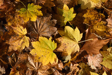 Herbstblätter als Hindergrundbild