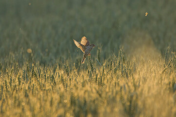 wróble na polu © Micha