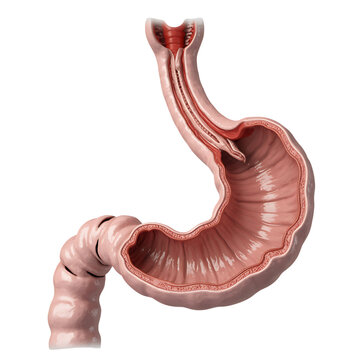 Anatomical illustration of the human stomach and esophagus with Transparent Background