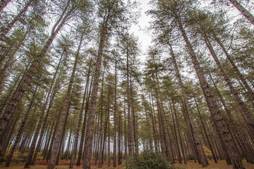Tall Trees at The Kings Forest Suffolk