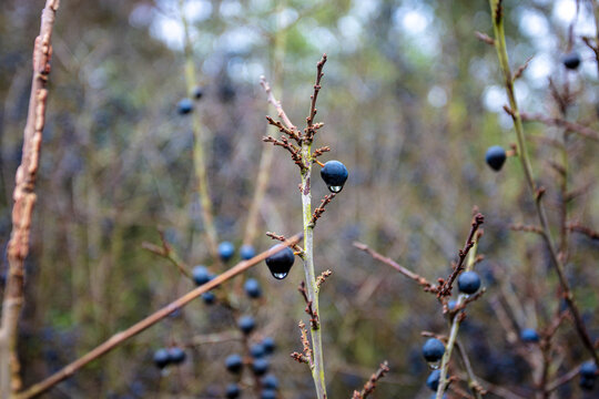 Sloe Berris in a blackthorn hedge