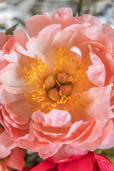 Coral charm peony blooms © TravellurStock