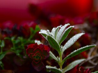 red rose in the garden
