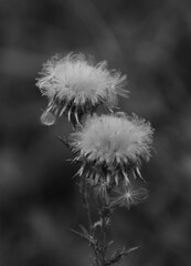 dandelion seed heads