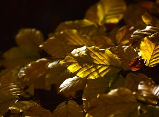 golden autumn leaves
