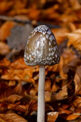 mushroom in the forest
