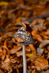 mushroom in the forest