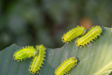 Caterpillar Gathering: A vibrant composition of several caterpillars gathered on a leaf, demonstrating their interaction with nature.