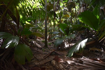 Vallée de Mai Praslin Seychelles