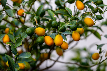 kumquat tree with fresh kumquats among green leafy branches