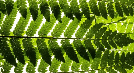 Vibrant green fern fronds pattern, backlit for stunning natural texture and a fresh botanical feel, perfect for backgrounds