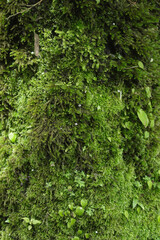 Fototapeta premium green moss on the tree