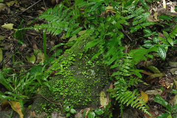 green moss on the stone