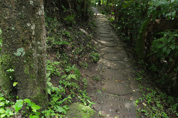 Fototapeta premium A path through the forest in the rainy season