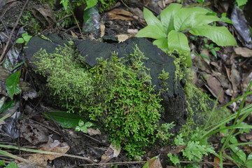 green moss on the stone