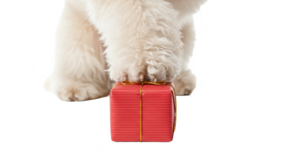 Dog Paw on Red Present Isolated on White Background