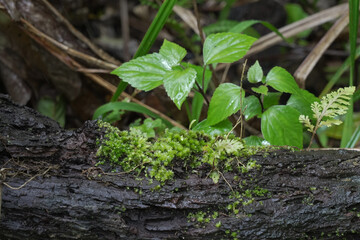 green leaves in the forest