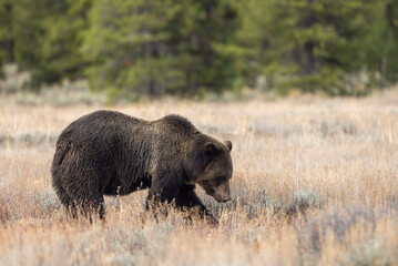 Grizzly Bear in Autumn in Grand Teton National Park Wyoming