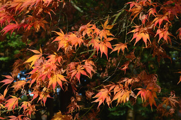 Rote Bl&auml;tter im Herbst