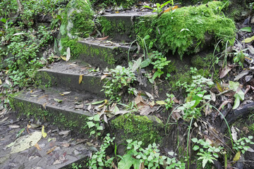 Fototapeta premium Stairs and moss forest in the rainy season