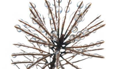 Frozen Plant Stem With Water Droplets, Macro