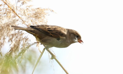 House Sparrow on cane, Passer domesticus, birds of Montenegro