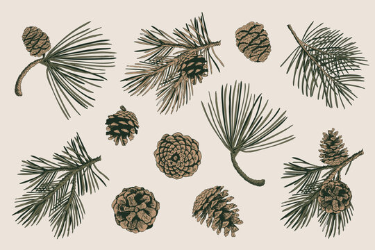 Pine Branch and Cone Set in Engraved Style. Vector Illustration for Christmas or Autumn Designs