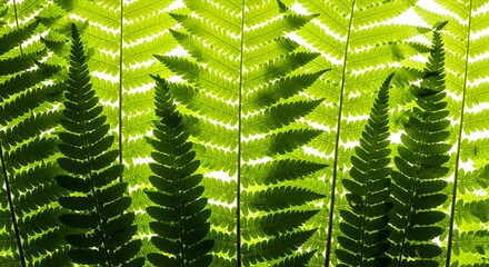 Delicate fern fronds create a vibrant, lush green texture, perfect for nature backgrounds and botanical designs
