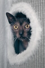 Cute Lykoi Werewolf cat looking curious out of a hole of in scratching post. Vertical image. 