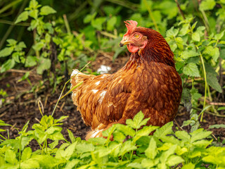 Brown Hen Standing Amid Green Garden Foliage in a Natural Outdoor Poultry Scene