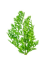 Fresh green carrot tops tied in a bunch, isolated on transparent background. Botanical element for natural food design, gardening themes, vegetable branding and organic kitchen projects.