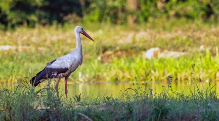 white stork standing in the bushes, southern Poland