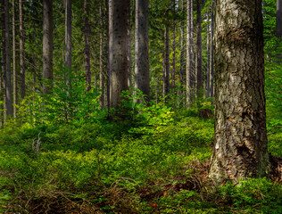 A serene forest scene bathed in soft sunlight, showing tall, straight tree trunks surrounded by lush green undergrowth.