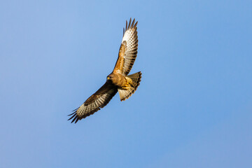 Bussard
