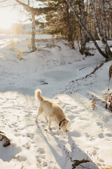 dog running in the snow