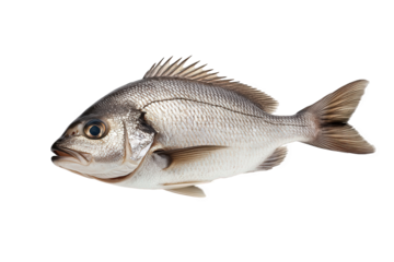 A solitary silver fish swimming gracefully, isolated on transparent background, showcasing its sleek body and natural elegance in the aquatic realm