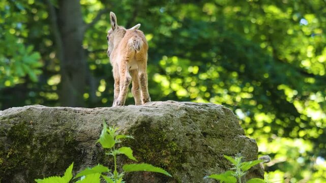 Close up of a baby ibex fawn moving around the forest ona sunny spring day