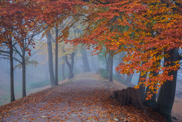 Misty Autumn Alley