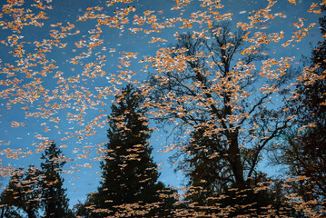 Reflections of Fall