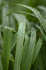 Obraz premium trawa krople wody