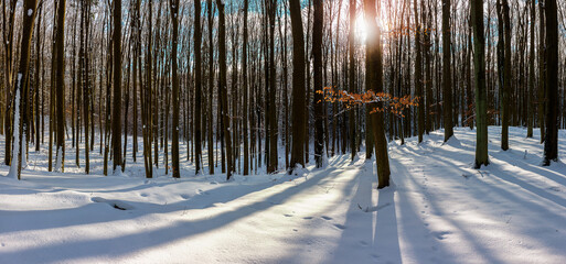 Zima w lesie na Warmii. © Janusz Lipiński
