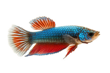 Fototapeta premium Captivating betta splendens isolated on transparent background, displaying its brilliant blue body and vibrant red fins, a mesmerizing spectacle of underwater life